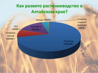 Как развито растениеводство в
                  Алтайском крае?
                     овощи 240000 т               плодово-
                                                  ягодные
       лен                                        культуры
                 картофель
     14000 т                                       18000 т
                  900000 т
сахарная
 свекла
460000 т
                                      Пшеница
                                      4100000 т
 