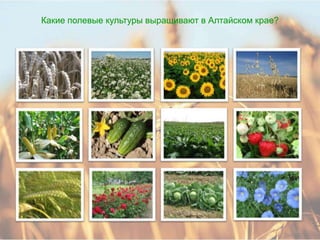 Какие полевые культуры выращивают в Алтайском крае?
 