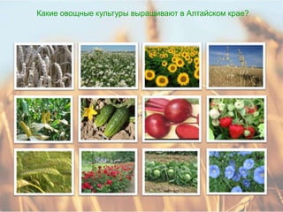 Какие овощные культуры выращивают в Алтайском крае?
 