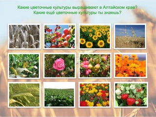 Какие цветочные культуры выращивают в Алтайском крае?
       Какие ещѐ цветочные культуры ты знаешь?
 