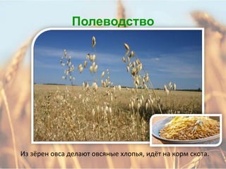 Полеводство




Из зёрен овса делают овсяные хлопья, идёт на корм скота.
 