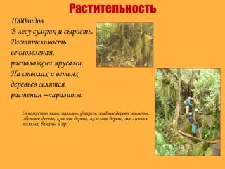 Растительность
1000видов
В лесу сумрак и сырость.
Растительность
вечнозеленая,
расположена ярусами.
На стволах и ветвях
деревьев селятся
растения –паразиты.
Множество лиан, пальмы, фикусы, хлебное дерево, мимозы,
эбеновое дерево, красное дерево, железное дерево, масличная
пальма, бананы и др.
 