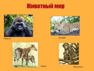 Животный мир
Горилла Леопард
Окапи Шимпанзе
 