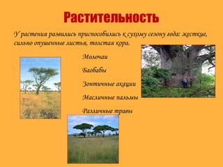 Растительность
Молочаи
Баобабы
Зонтичные акации
Масличные пальмы
Различные травы
У растения развились приспособились к сухому сезону года: жесткие,
сильно опушенные листья, толстая кора.
 