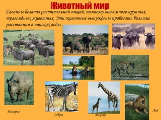 Животный мир
Антилопы Гну
Носорог
Зебра Жираф
Саванны богаты растительной пищей, поэтому там много крупных
травоядных животных. Эти животные вынуждены пробегать большие
расстояния в поисках воды.
Слоны
Буйволы
Бегемоты
Лев
гиена
 
