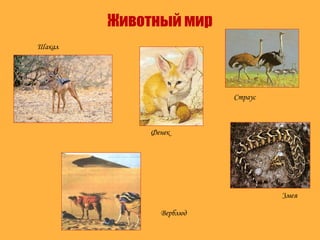 Животный мир
Шакал
Змея
Верблюд
Фенек
Страус
 