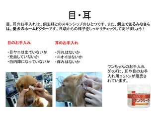 目・耳	
目のお手入れ	
  
	
  
・目ヤニは出ていないか	
  
・充血していないか	
  
・白内障になっていないか	
目、耳のお手入れは、飼主様とのスキンシップのひとつです。また、飼主であるみなさん
は、愛犬のホームドクターです。日...