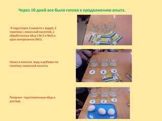 Через 10 дней все было готово к продолжению опыта.
Я подготовил 3 емкости с водой, 3
пакетика с лимонной кислотой, 2
обработанных яйца ( № 2 и №3) и
одно контрольное (№1).
Налил в емкости воду и добавил по
пакетику лимонной кислоты
Погрузил подготовленные яйца в
раствор
 