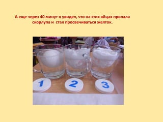 А еще через 40 минут я увидел, что на этих яйцах пропала
скорлупа и стал просвечиваться желток.
 