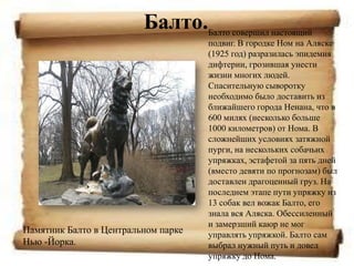Балто.Балто совершил настоящий
                                     подвиг. В городке Ном на Аляске
                                     (1925 год) разразилась эпидемия
                                     дифтерии, грозившая унести
                                     жизни многих людей.
                                     Спасительную сыворотку
                                     необходимо было доставить из
                                     ближайшего города Ненана, что в
                                     600 милях (несколько больше
                                     1000 километров) от Нома. В
                                     сложнейших условиях затяжной
                                     пурги, на нескольких собачьих
                                     упряжках, эстафетой за пять дней
                                     (вместо девяти по прогнозам) был
                                     доставлен драгоценный груз. На
                                     последнем этапе пути упряжку из
                                     13 собак вел вожак Балто, его
                                     знала вся Аляска. Обессиленный
                                     и замерзший каюр не мог
Памятник Балто в Центральном парке   управлять упряжкой. Балто сам
Нью -Йорка.                          выбрал нужный путь и довел
                                     упряжку до Нома.
 