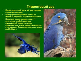 Гиацинтовый ара Менее известный попугай, чем красные и сине-желтые ара. Рано утром собираются в стаи на мёртвых деревьях и прихорашиваются.  Несмотря на его размер и силу (у некоторых особей довольно агрессивный характер), легко приручается и очень хорошо уживается с человеком. Продолжительность жизни до 65-90 лет.  