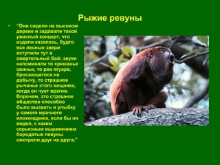 Рыжие ревуны “ Они сидели на высоком дереве и задавали такой ужасный концерт, что издали казалось, будто все лесные звери вступили тут в смертельный бой: звуки напоминали то хрюканье свиньи, то рев ягуара, бросающегося на добычу, то страшное рычанье этого хищника, когда он чует врагов. Впрочем, это страшное общество способно было вызвать и улыбку у самого мрачного ипохондрика, если бы он видел, с каким серьезным выражением бородатые певуны смотрели друг на друга. ”   