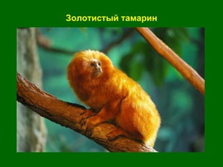 Золотистый тамарин 