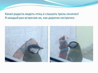 Какая радость видеть птиц и слышать трель синичек!
Я каждый раз встречаю их, как дорогих сестричек.
 
