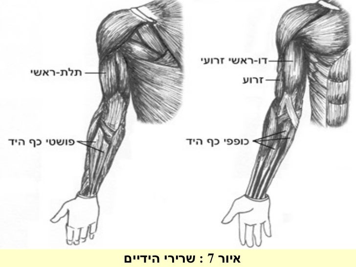 מערכת השרירים זהר שדה