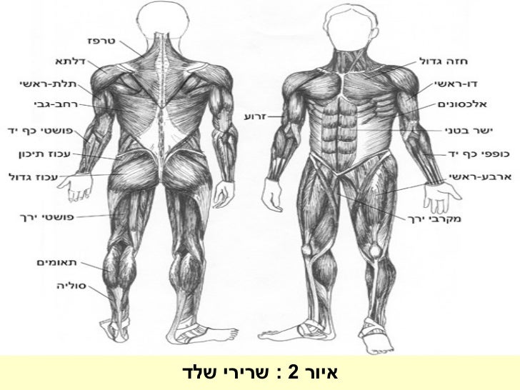 תוצאת תמונה עבור מערכת השלד והשרירים
