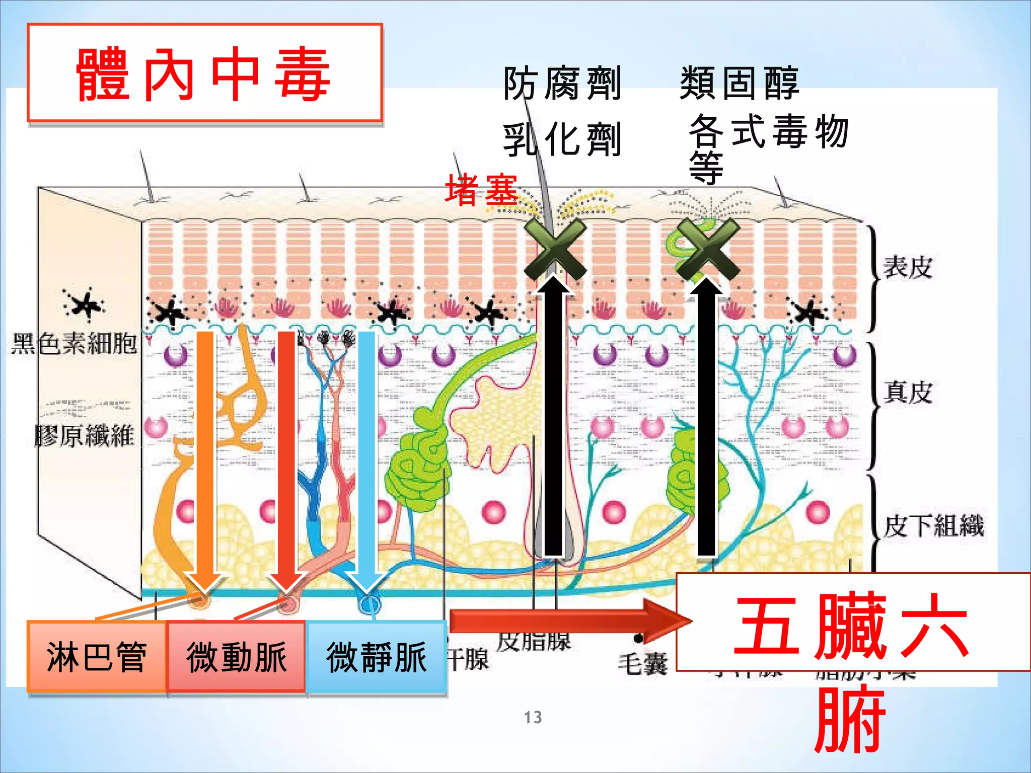 認識經皮毒 | PPS