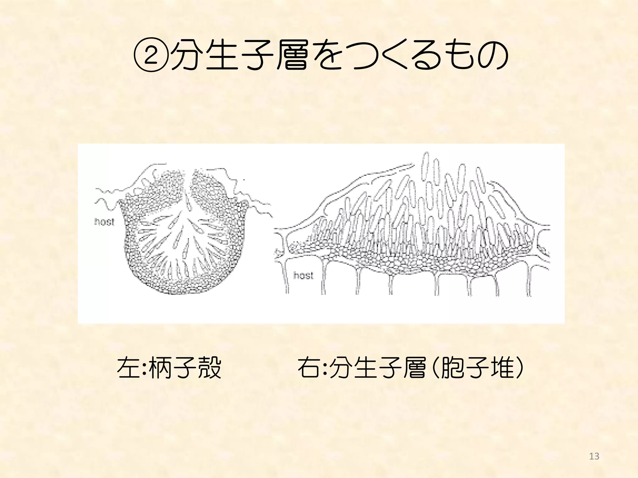 農薬学第１２回
