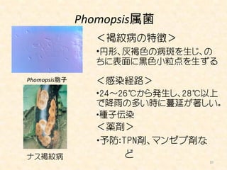 Phomopsis属菌
                ＜褐紋病の特徴＞
                ・円形、灰褐色の病斑を生じ、の
                ちに表面に黒色小粒点を生ずる

Phomopsis胞子     ＜感染経路＞
                ・24～26℃から発生し、28℃以上
                で降雨の多い時に蔓延が著しい。
                ・種子伝染
                 ＜薬剤＞
                 ・予防：TPN剤、マンゼブ剤な
ナス褐紋病                 ど
                                   10
 