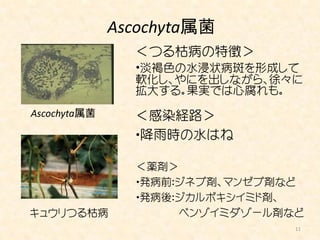 Ascochyta属菌
                ＜つる枯病の特徴＞
                ・淡褐色の水浸状病斑を形成して
                軟化し、やにを出しながら、徐々に
                拡大する。果実では心腐れも。
Ascochyta属菌     ＜感染経路＞
                ・降雨時の水はね

                ＜薬剤＞
                ・発病前：ジネブ剤、マンゼブ剤など
                ・発病後：ジカルボキシイミド剤、
キュウリつる枯病             ベンゾイミダゾール剤など
                                11
 