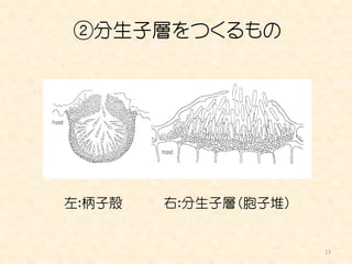 ②分生子層をつくるもの




左：柄子殻   右：分生子層（胞子堆）


                      13
 