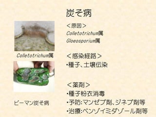 炭そ病
                  ＜原因＞
                  Colletotrichum属
                  Gloeosporium属

Colletotrichum属   ＜感染経路＞
                  ・種子、土壌伝染


                  ＜薬剤＞
                  ・種子粉衣消毒
ピーマン炭そ病           ・予防：マンゼブ剤、ジネブ剤等
                  ・治療：ベンゾイミダゾール剤等14
 