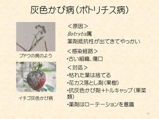 灰色かび病（ボトリチス病）
           ＜原因＞
           Botrytis属
           薬剤抵抗性が出てきてやっかい
           ＜感染経路＞
ブドウの房のよう
           ・古い組織、傷口
           ＜対処＞
           ・枯れた葉は捨てる
           ・花カス落とし剤（果樹）
           ・抗灰色かび剤＋トルキャップ（果菜
イチゴ灰色かび病   類）
           ・薬剤はローテーションを意識
                               15
 