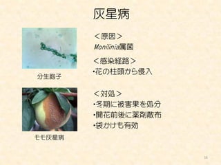 灰星病
        ＜原因＞
        Monilinia属菌
        ＜感染経路＞
        ・花の柱頭から侵入
分生胞子

        ＜対処＞
        ・冬期に被害果を処分
        ・開花前後に薬剤散布
        ・袋かけも有効
モモ灰星病


                      16
 