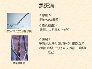 黒斑病
             ＜原因＞
             Alternaria属菌
             ＜感染経路＞
ダンベル状の分生子鎖   ・降雨による跳ね上がり


             ＜薬剤＞
             予防：ホセチル剤、TPN剤、銅剤など
             治療：EBI剤、ポリオキシン剤（＋銅剤）
                 など


  ネギ黒斑病
                                18
 