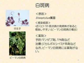 白斑病
          ＜原因＞
          Stemphylium属菌
          ＜感染経路＞
          ・近くにトマト斑点病の発病株があると
 分生子      感染しやすい（ピーマン白斑病の場合）

          ＜薬剤＞
          予防：マンゼブ剤、TPN剤など
          治療：ジカルボキシイミド系剤など
          なお、ピーマン白斑病には薬剤がな
          い。

ピーマン白斑病
                           19
 