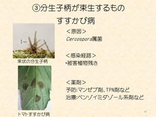 ③分生子柄が束生するもの
           すすかび病
            ＜原因＞
            Cercospora属菌


            ＜感染経路＞
束状の分生子柄     ・被害植物残さ


            ＜薬剤＞
            予防：マンゼブ剤、TPN剤など
            治療：ベンゾイミダゾール系剤など

                               20
トマトすすかび病
 