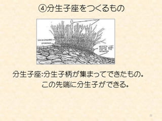 ④分生子座をつくるもの




分生子座：分生子柄が集まってできたもの。
    この先端に分生子ができる。



                       22
 