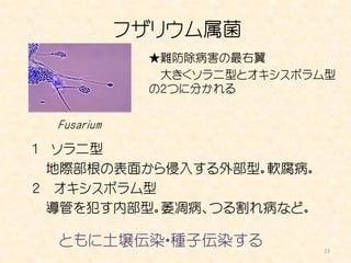 フザリウム属菌
                ★難防除病害の最右翼
                 大きくソラニ型とオキシスポラム型
                の２つに分かれる


    Fusarium

１ ソラニ型
 地際部根の表面から侵入する外部型。軟腐病。
２ オキシスポラム型
 導管を犯す内部型。萎凋病、つる割れ病など。

    ともに土壌伝染・種子伝染する
                               23
 