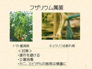 フザリウム属菌




トマト萎凋病       キュウリつる割れ病
 ＜対策＞
 ・連作を避ける
 ・土壌消毒
 ・カニ、エビがらの施用は慎重に         24
 