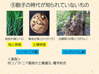 ⑤胞子の時代が知られていないもの




紋枯れ病（イネ）   黒あざ病（ジャガイモ）   白絹病（甘長とうがらし）

 地上病害       土壌病害

    リゾクトニア菌               コルチシウム菌

 ＜薬剤＞
 抗リゾクトニア菌剤の土壌灌注、種芋粉衣

                                        26
 