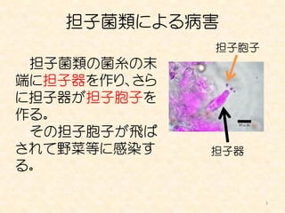 担子菌類による病害
              担子胞子
 担子菌類の菌糸の末
端に担子器を作り、さら
に担子器が担子胞子を
作る。
 その担子胞子が飛ば
されて野菜等に感染す    担子器
る。

                     3
 