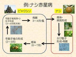 例：ナシ赤星病
       ビャクシン            ナシ

冬胞子堆発芽・小       飛散       感染・
生子形成           ３～４月・風   病斑形成
（３～４月雨天時）




冬胞子堆の形成                 さび胞子
（２～３月）         感染       形成・飛散
               （６～７月）


                                5
 