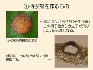 ①柄子殻を作るもの

             ←黒い点々が柄子殻（分生子殻）
              この柄子殻から分生子が飛び
              出し、伝染減となる。

ツタ褐色円斑病の病斑



断面図。この状態で越冬して春に
飛散する。         →

                          8
 