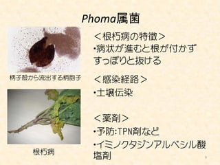 Phoma属菌
                ＜根朽病の特徴＞
                ・病状が進むと根が付かず
                すっぽりと抜ける
柄子殻から流出する柄胞子    ＜感染経路＞
                ・土壌伝染

                ＜薬剤＞
                ・予防：TPN剤など
                ・イミノクタジンアルベシル酸
   根朽病
                塩剤             9
 