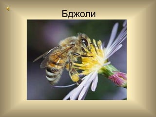 Бджоли
 
