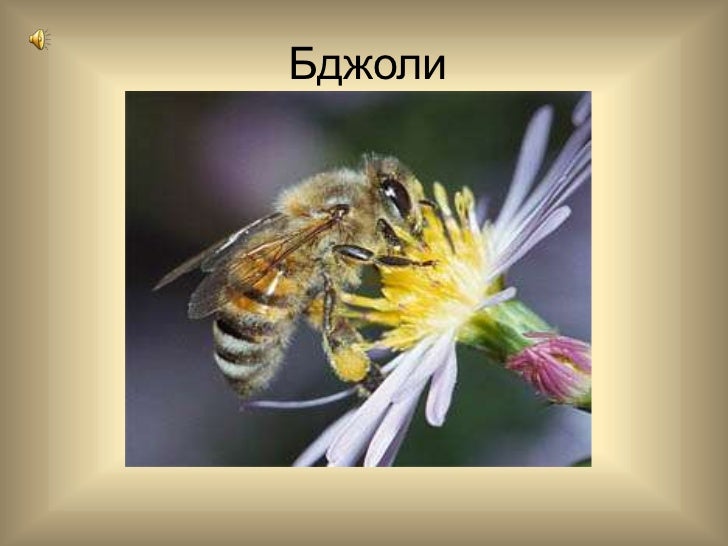 бджоли