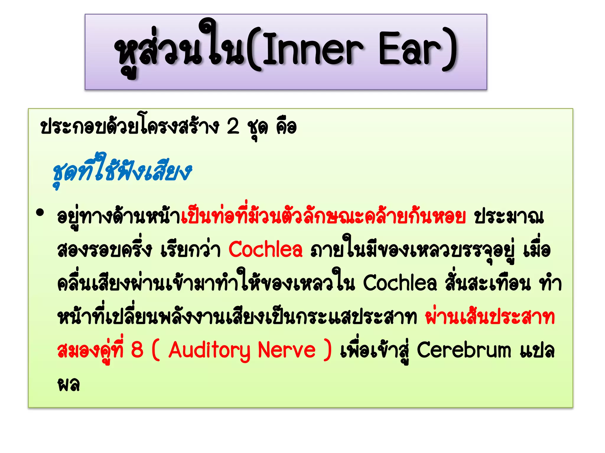 หูส่วนใน(Inner Ear)
ประกอบด้วยโครงสร้าง 2 ชุด คือ
 ชุดที่ใช้ฟังเสียง
• อยูทางด้านหน้าเป็นท่อทีมวนตัวลักษณะคล้ายก้นหอย ประมาณ
       ่                 ่้
  สองรอบครึง เรียกว่า Cochlea ภายในมีของเหลวบรรจุอยู่ เมื่อ
              ่
  คลืนเสียงผ่านเข้ามาทาให้ของเหลวใน Cochlea สันสะเทือน ทา
     ่                                           ่
  หน้าทีเปลียนพลังงานเสียงเป็นกระแสประสาท ผ่านเส้นประสาท
         ่ ่
  สมองคู่ที่ 8 ( Auditory Nerve ) เพือเข้าสู่ Cerebrum แปล
                                     ่
  ผล
 