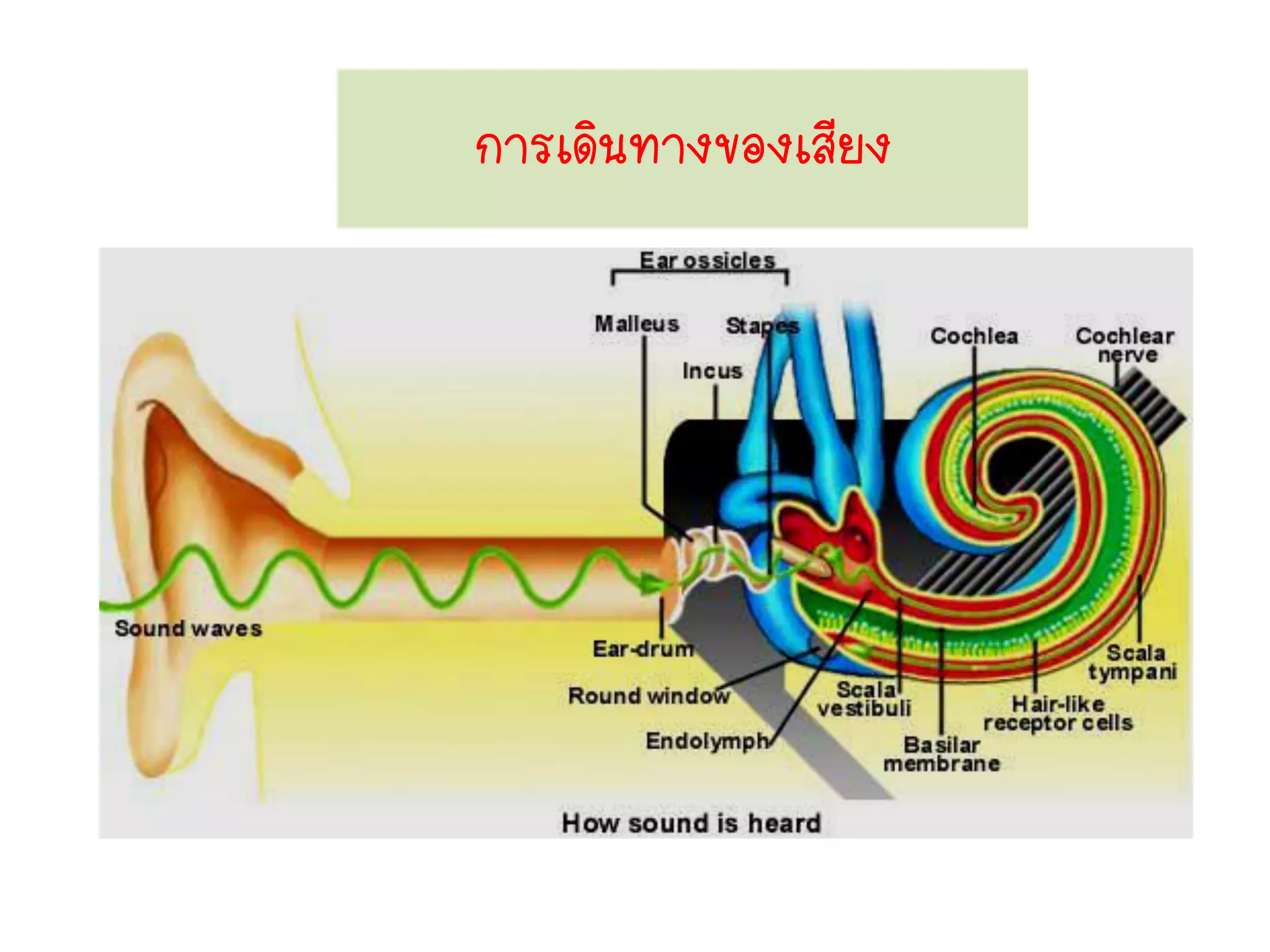 การเดินทางของเสียง
 