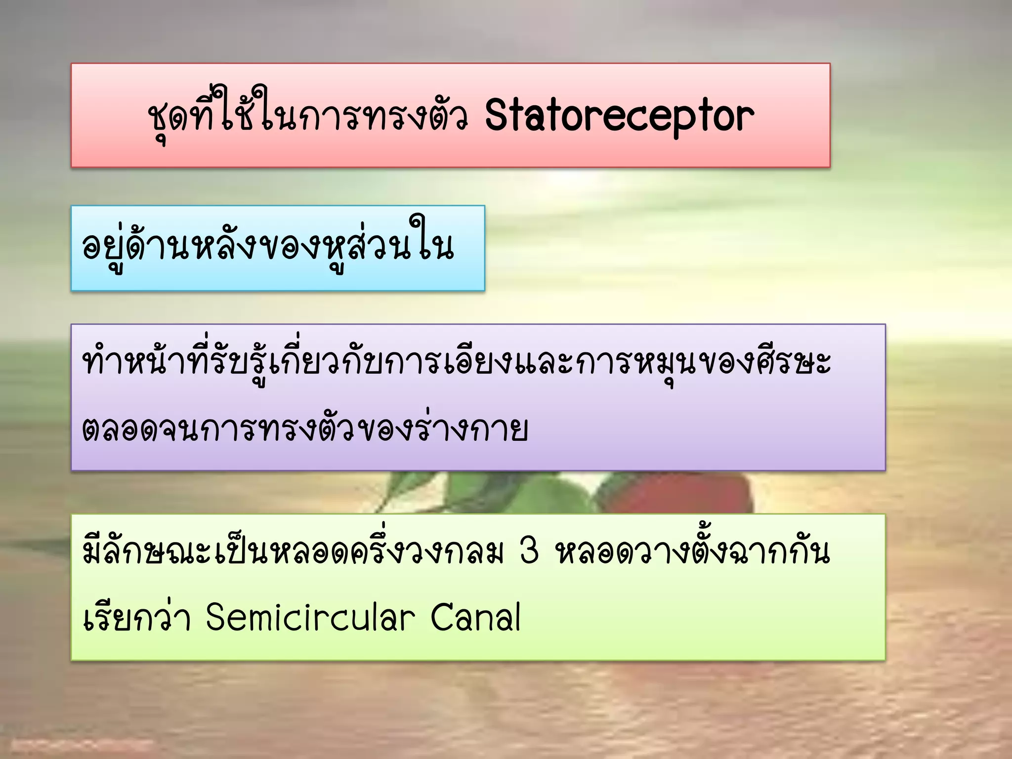 ชุดที่ใช้ในการทรงตัว Statoreceptor

อยู่ด้านหลังของหูส่วนใน
ทาหน้าที่รับรู้เกี่ยวกับการเอียงและการหมุนของศีรษะ
ตลอดจนการทรงตัวของร่างกาย

มีลักษณะเป็นหลอดครึ่งวงกลม 3 หลอดวางตั้งฉากกัน
เรียกว่า Semicircular Canal
 