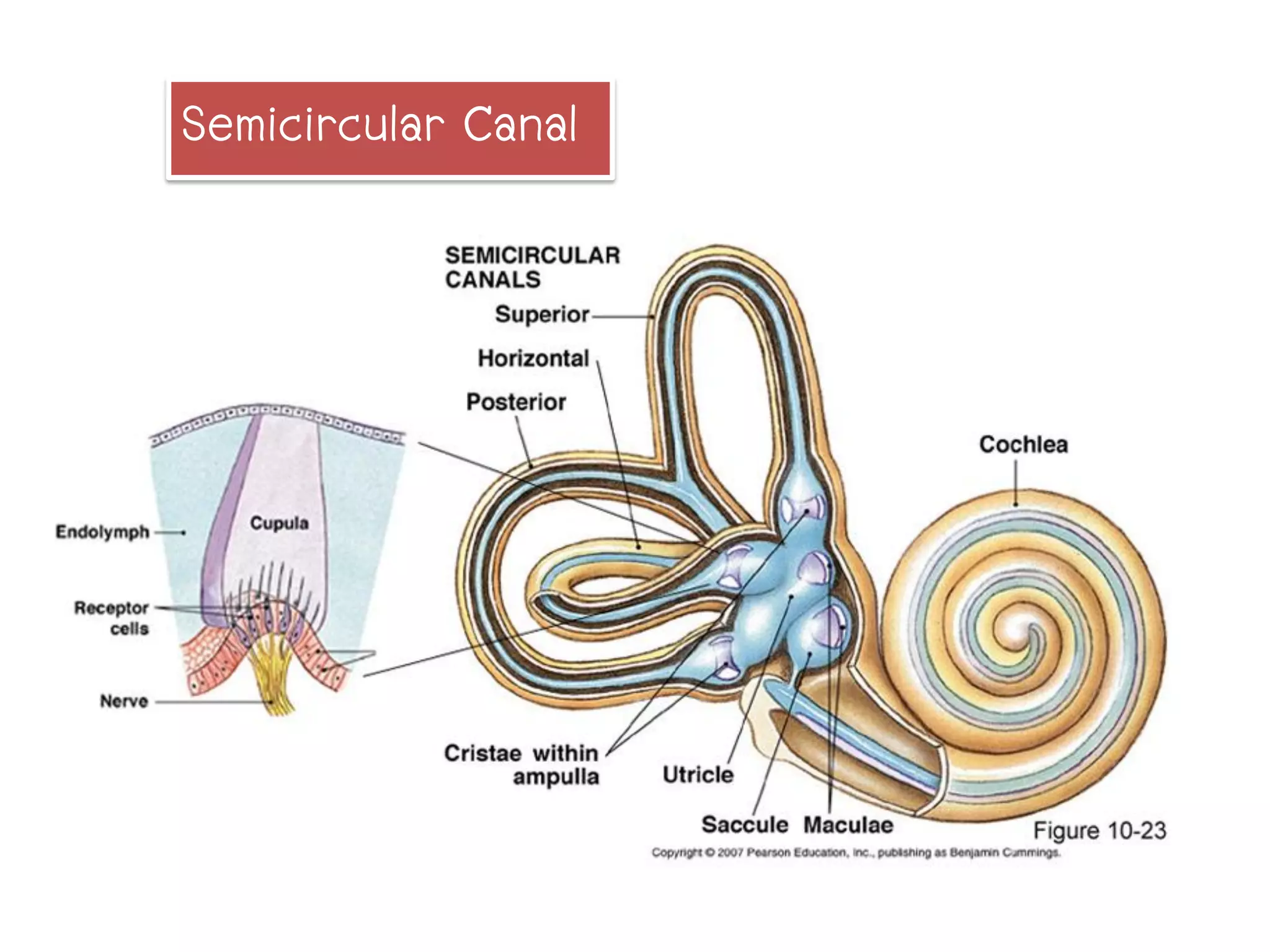 Semicircular Canal
 