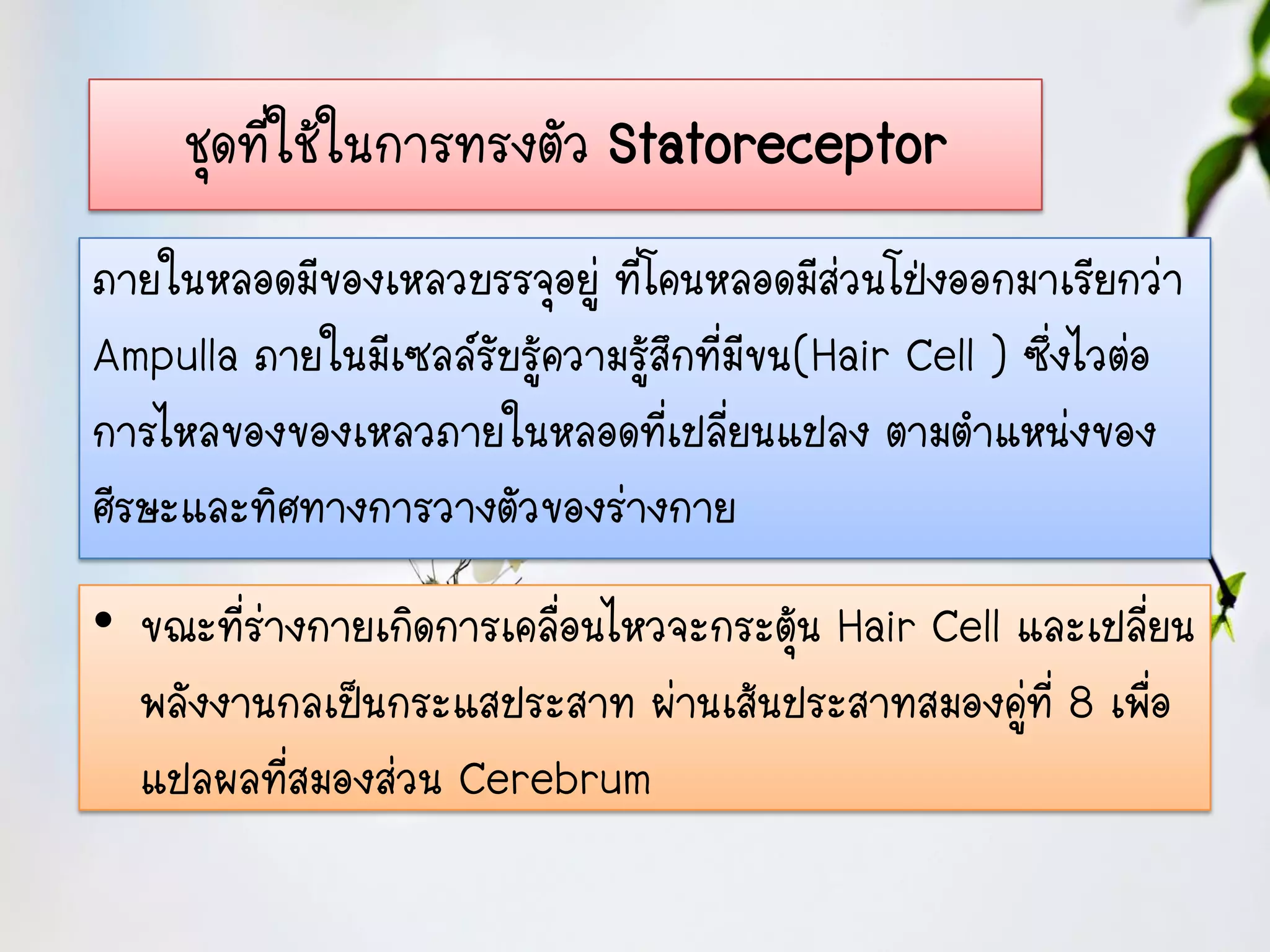 ชุดที่ใช้ในการทรงตัว Statoreceptor
ภายในหลอดมีของเหลวบรรจุอยู่ ที่โคนหลอดมีส่วนโป่งออกมาเรียกว่า
Ampulla ภายในมีเซลล์รับรู้ความรู้สึกที่มีขน(Hair Cell ) ซึ่งไวต่อ
การไหลของของเหลวภายในหลอดที่เปลี่ยนแปลง ตามตาแหน่งของ
ศีรษะและทิศทางการวางตัวของร่างกาย
• ขณะที่ร่างกายเกิดการเคลื่อนไหวจะกระตุ้น Hair Cell และเปลี่ยน
  พลังงานกลเป็นกระแสประสาท ผ่านเส้นประสาทสมองคู่ที่ 8 เพื่อ
  แปลผลที่สมองส่วน Cerebrum
 