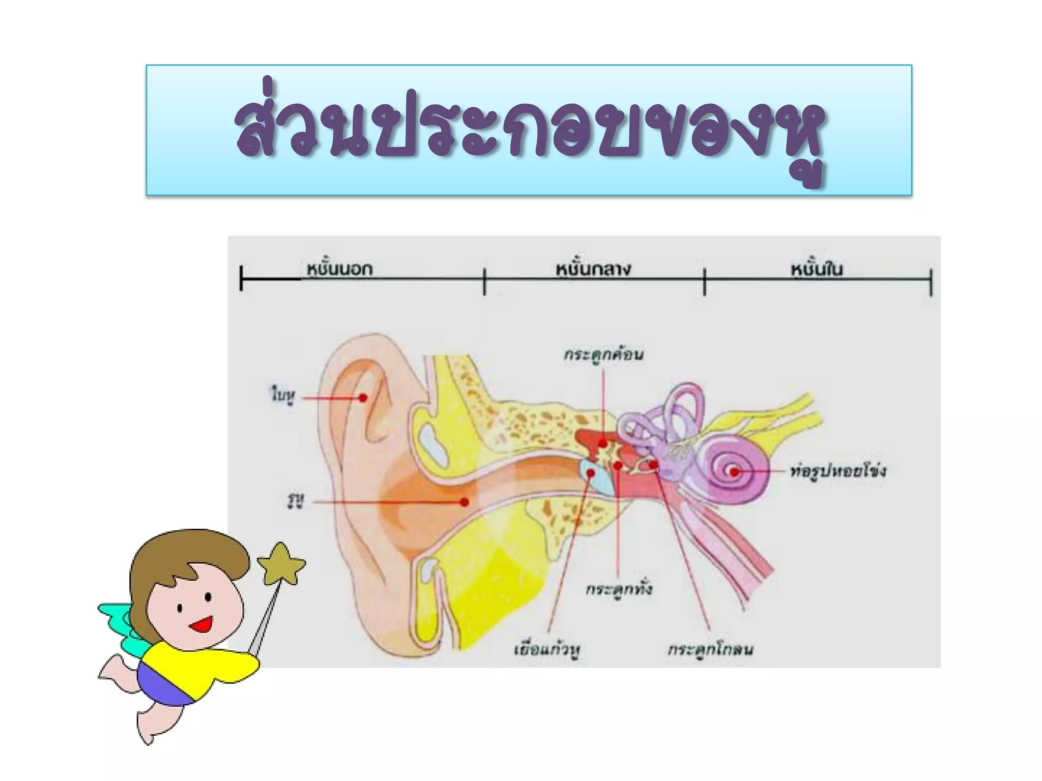 ส่วนประกอบของหู
 