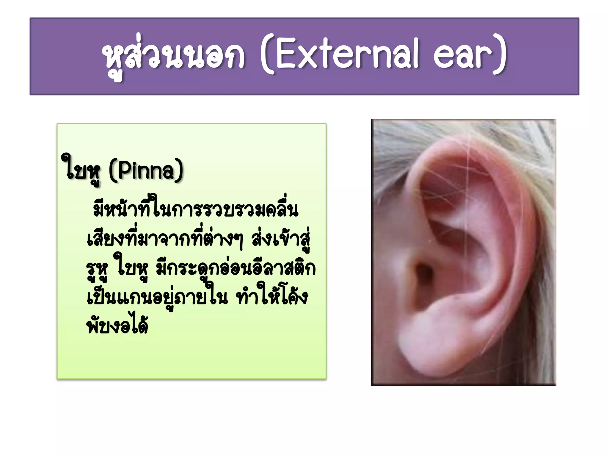 หูส่วนนอก (External ear)
ใบหู (Pinna)
   มีหน้าทีในการรวบรวมคลืน
           ่                ่
  เสียงทีมาจากทีตางๆ ส่งเข้าสู่
         ่        ่่
  รูหู ใบหู มีกระดูกอ่อนอีลาสติก
  เป็นแกนอยูภายใน ทาให้โค้ง
               ่
  พับงอได้
 