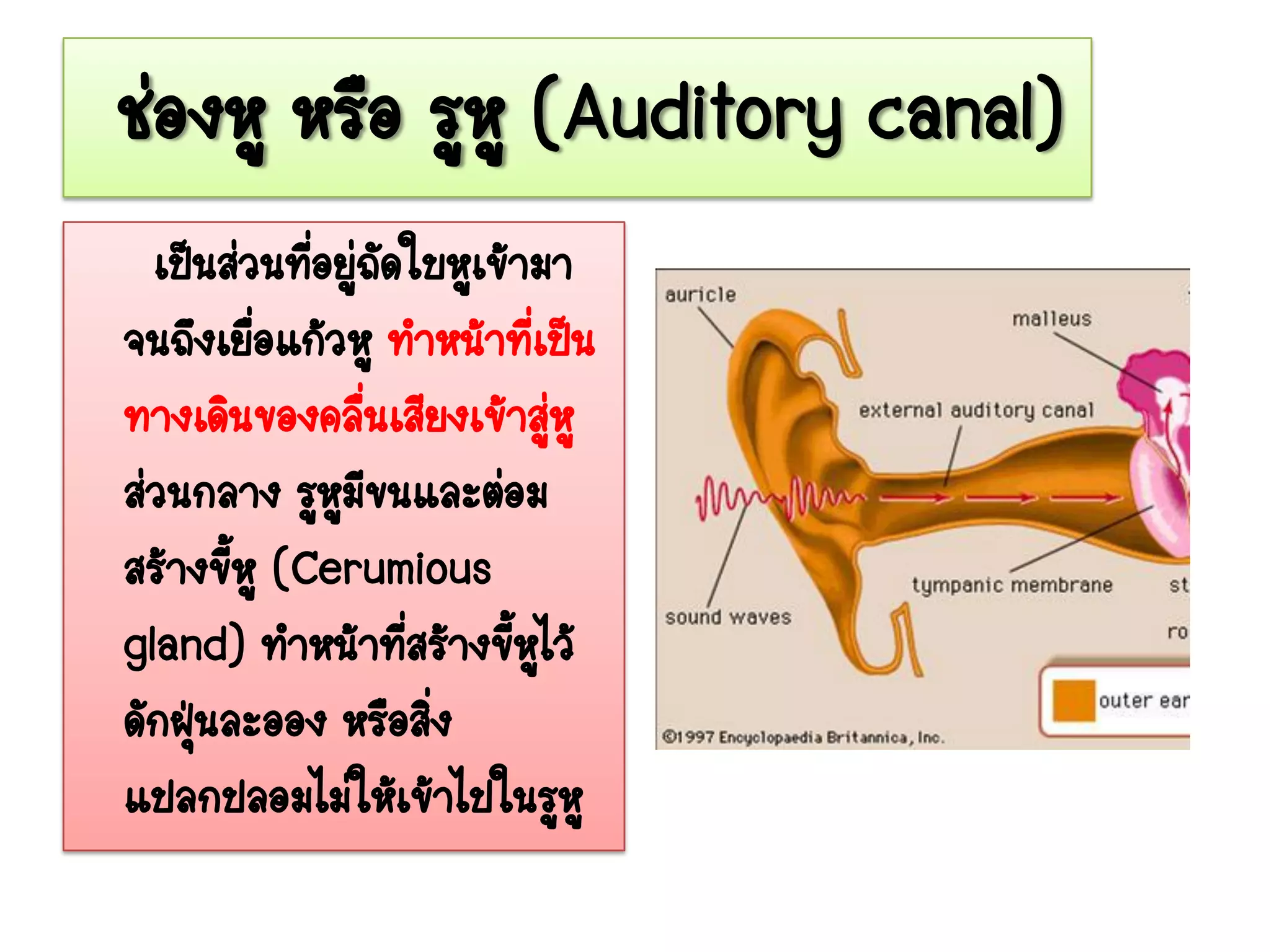 ช่องหู หรือ รูหู (Auditory canal)
  เป็นส่วนที่อยู่ถดใบหูเข้ามา
                   ั
จนถึงเยื่อแก้วหู ทาหน้าที่เป็น
ทางเดินของคลื่นเสียงเข้าสู่หู
ส่วนกลาง รูหูมขนและต่อม
                 ี
สร้างขีหู (Cerumious
       ้
gland) ทาหน้าที่สร้างขี้หูไว้
ดักฝุนละออง หรือสิ่ง
     ่
แปลกปลอมไม่ให้เข้าไปในรูหู
 