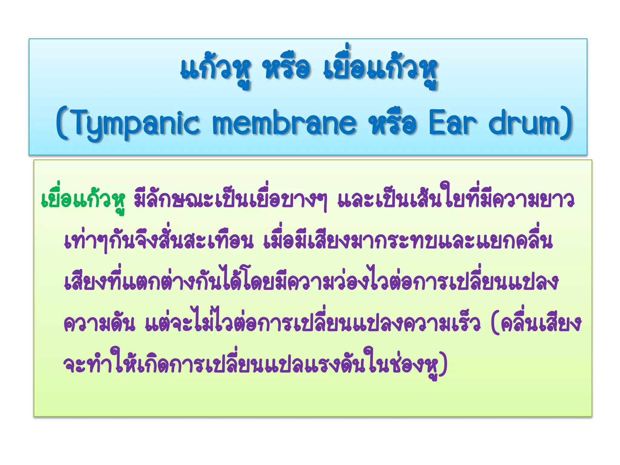 แก้วหู หรือ เยื่อแก้วหู
 (Tympanic membrane หรือ Ear drum)
เยือแก้วหู มีลกษณะเป็นเยื่อบางๆ และเป็นเส้นใยทีมีความยาว
   ่            ั                                 ่
     เท่าๆกันจึงสั่นสะเทือน เมื่อมีเสียงมากระทบและแยกคลื่น
     เสียงทีแตกต่างกันได้โดยมีความว่องไวต่อการเปลี่ยนแปลง
            ่
     ความดัน แต่จะไม่ไวต่อการเปลี่ยนแปลงความเร็ว (คลื่นเสียง
     จะทาให้เกิดการเปลี่ยนแปลแรงดันในช่องหู)
 